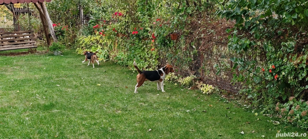 Schimb catei beagle cu pasari de curte sau cereale