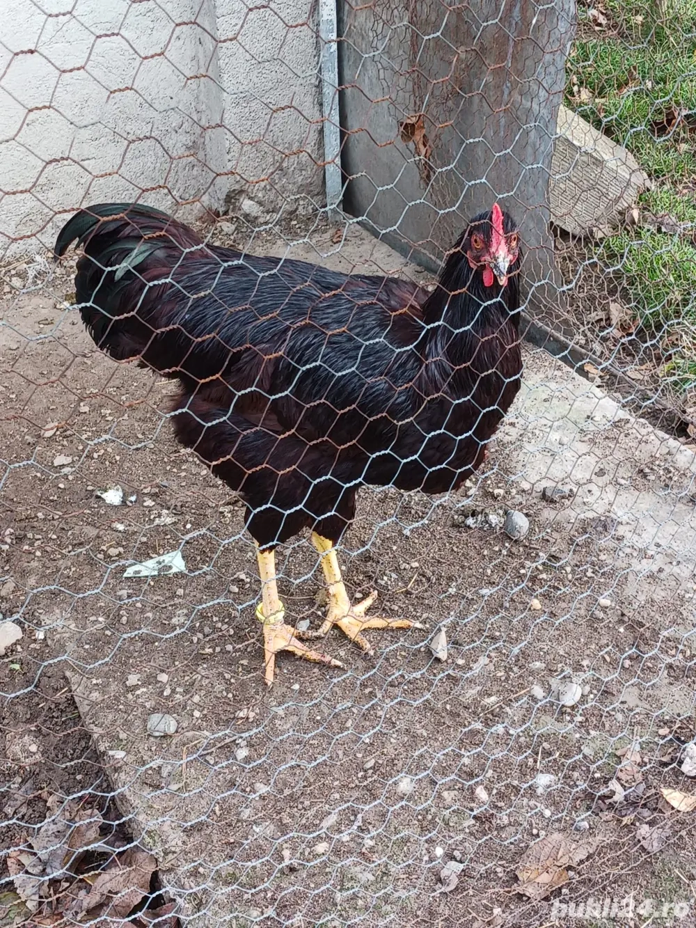 vand pasari de rasa  vand pasari de rasa