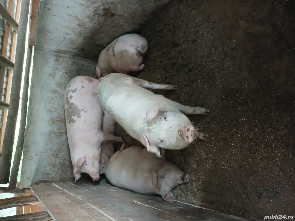 porci de vânzare 