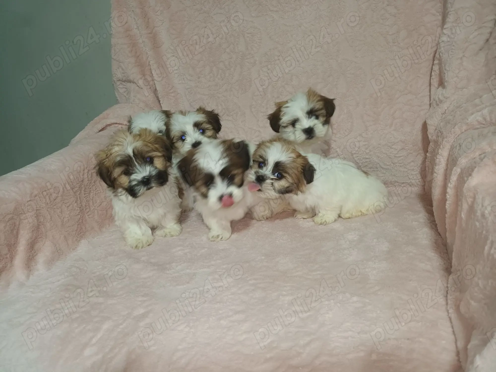Cățelusi Shih Tzu de vânzare   născuți pe 25 august Cățelusi Shih Tzu de vânzare   născuți pe 25 august
