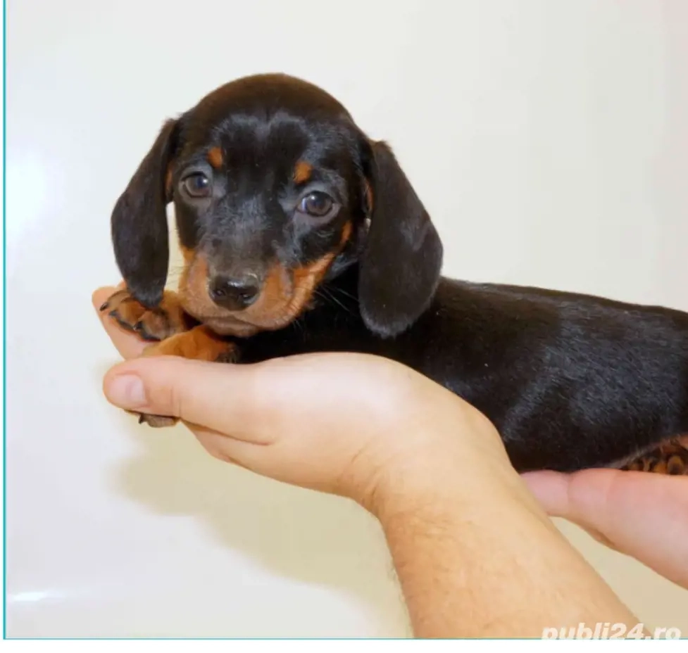 Teckel cauta casă nuoă Teckel cauta casă nuoă