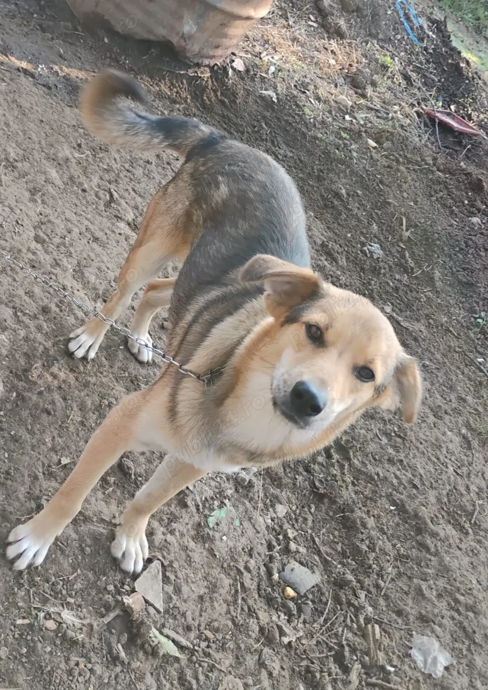 Ofer cățel spre adoptie