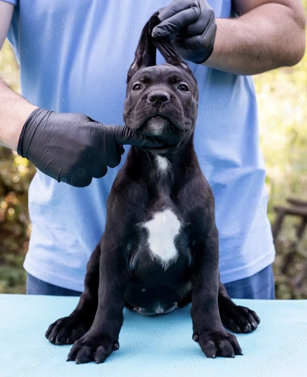 Vand căței cane corso puiuti