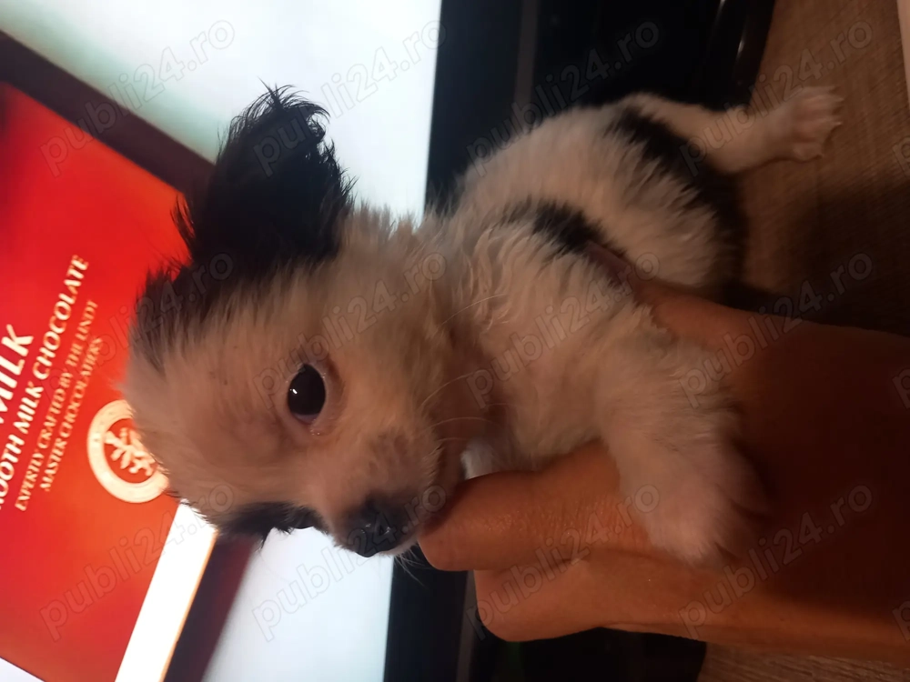 Fetita pechinez Fetita pechinez