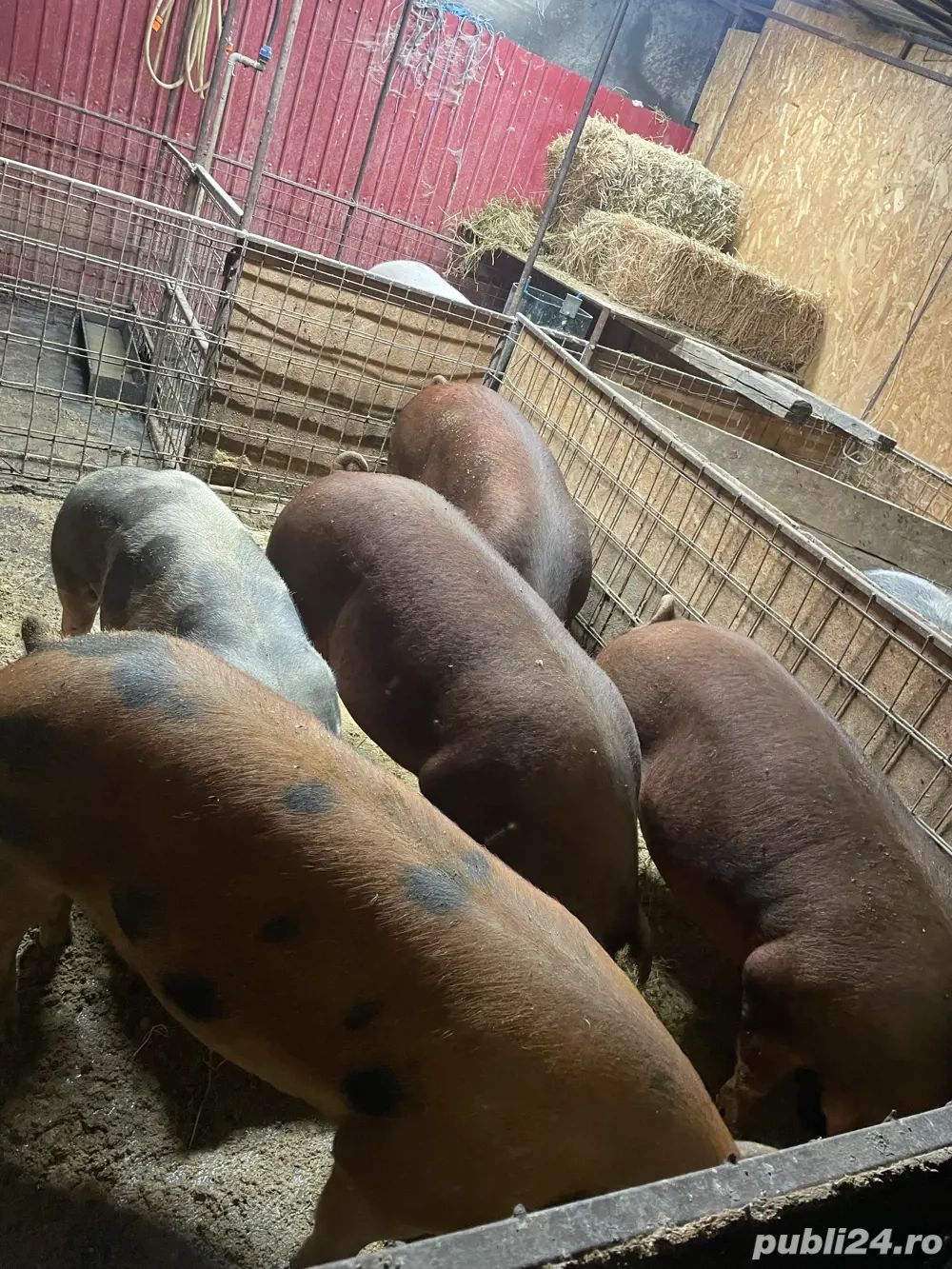 Porci de vanzare Porci de vanzare