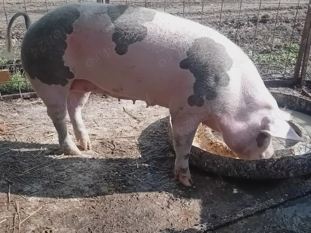 Scroafa tinara Scroafa tinara