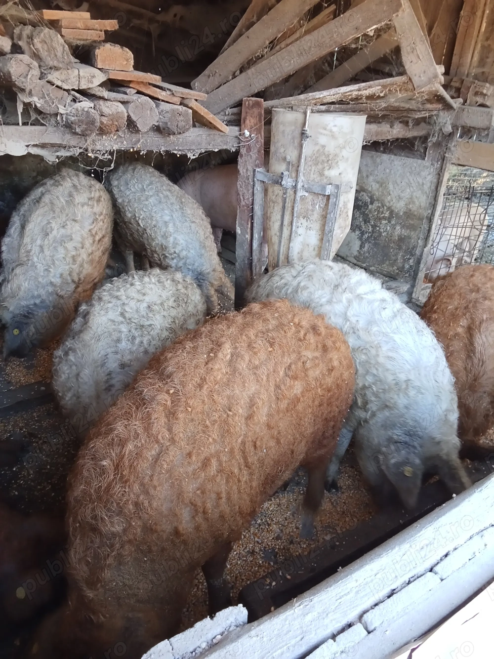 Vând porci Mangalia crescuți în gospodărie ținuți c Vând porci Mangalia crescuți în gospodărie ținuți c