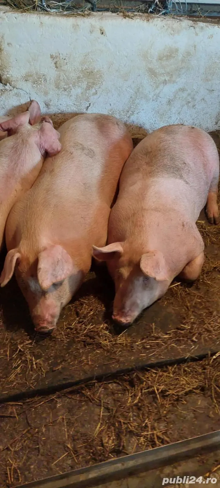 Porci de rasa Porci de rasa