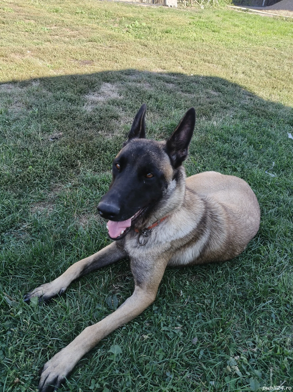 Căței Ciobanesc belgian malinois        Căței Ciobanesc belgian malinois