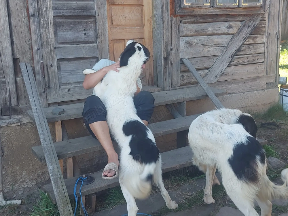 Ciobanesc de Bucovina 