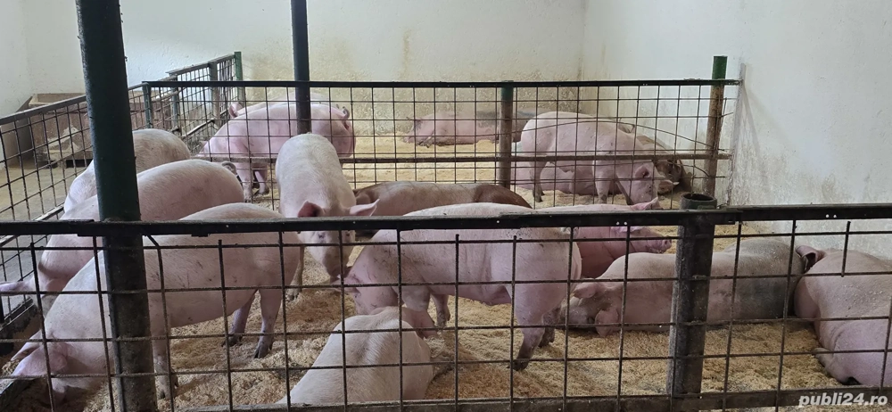 porci de vanzare