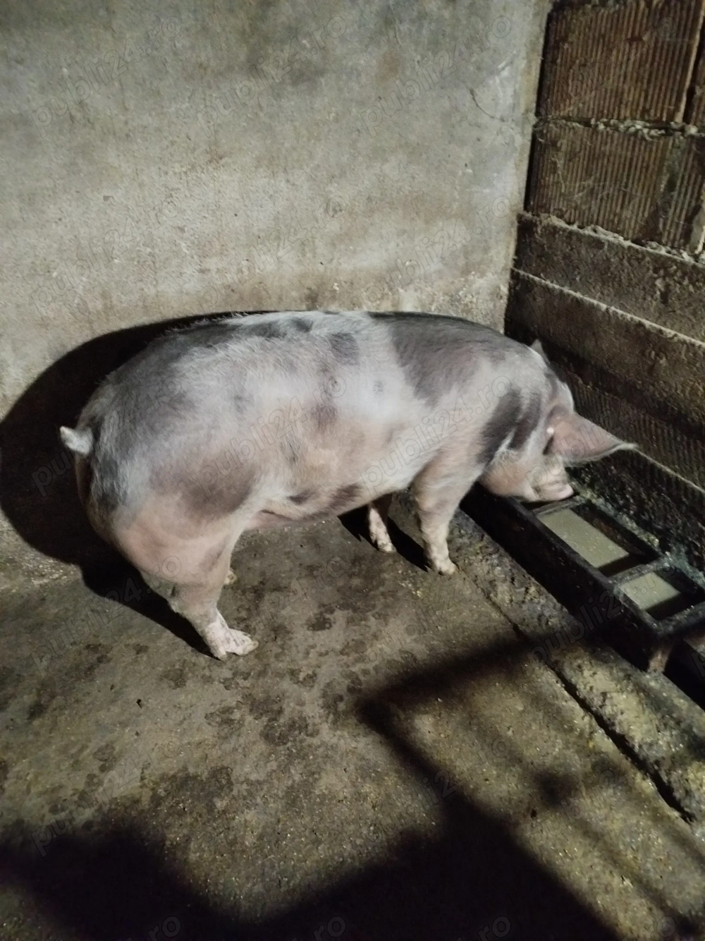 Vind porc crescut bio 