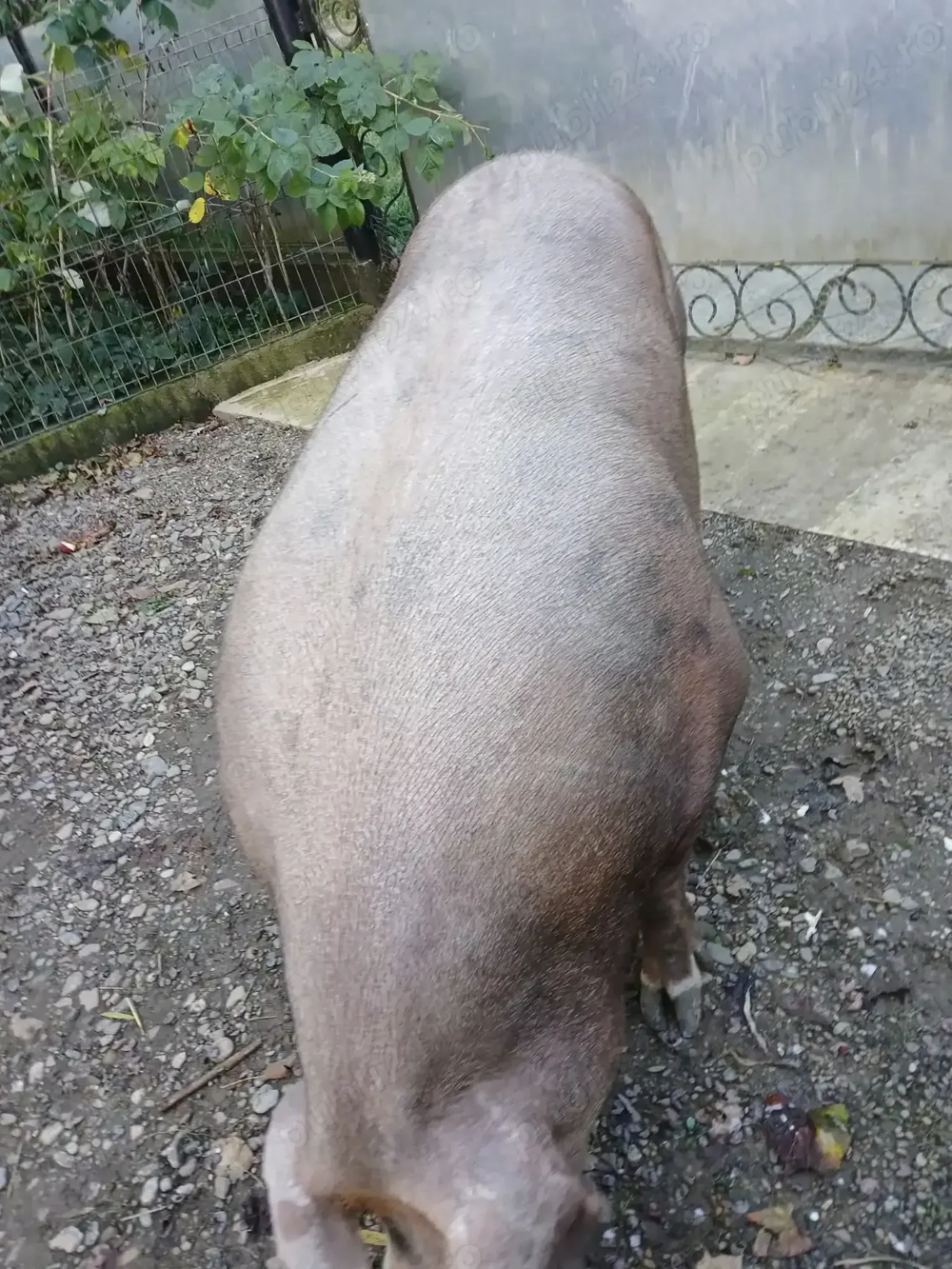 Vând porc crescut în gospodărie, 330kg! !  Vând porc crescut în gospodărie, 330kg! !