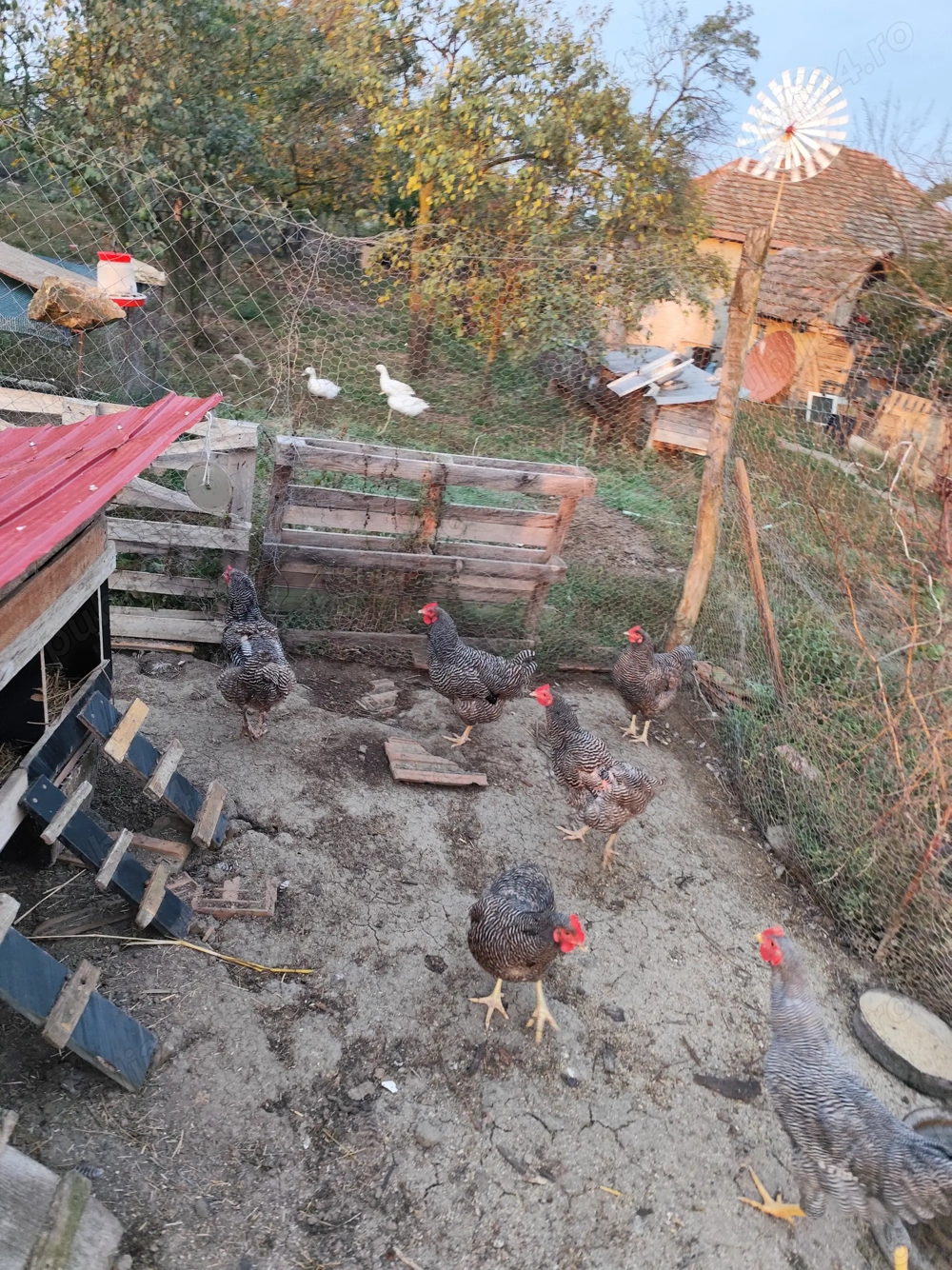 Găini rasa Plymouth Rock Barat 