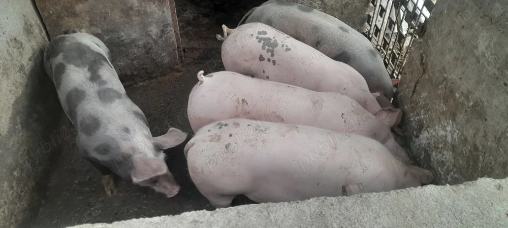 Porci de vânzare.