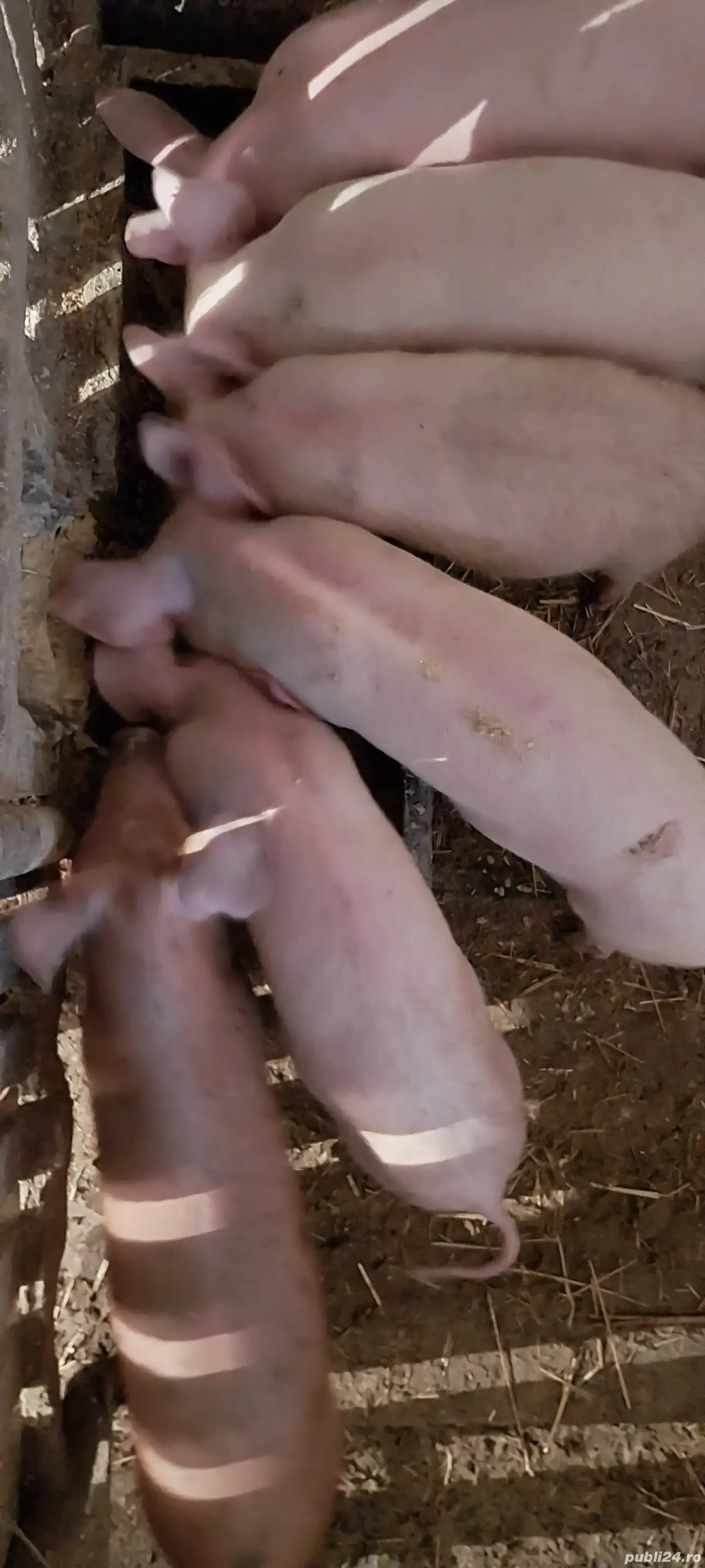 Vand purcei  Vand purcei