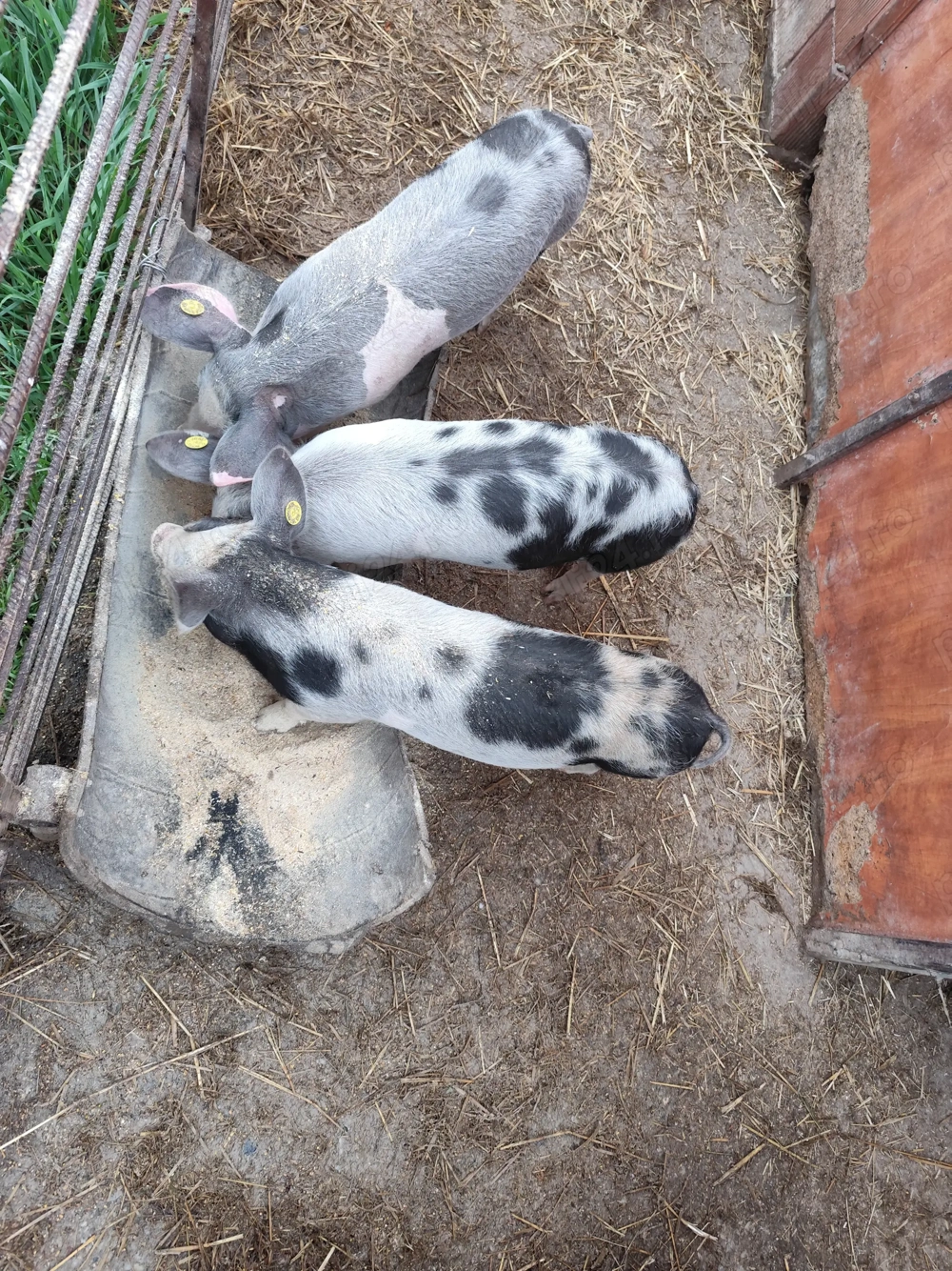 Vând Purcei de 4 luni Vând Purcei de 4 luni