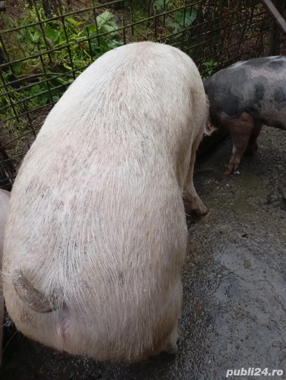 Vand porc  Vand porc