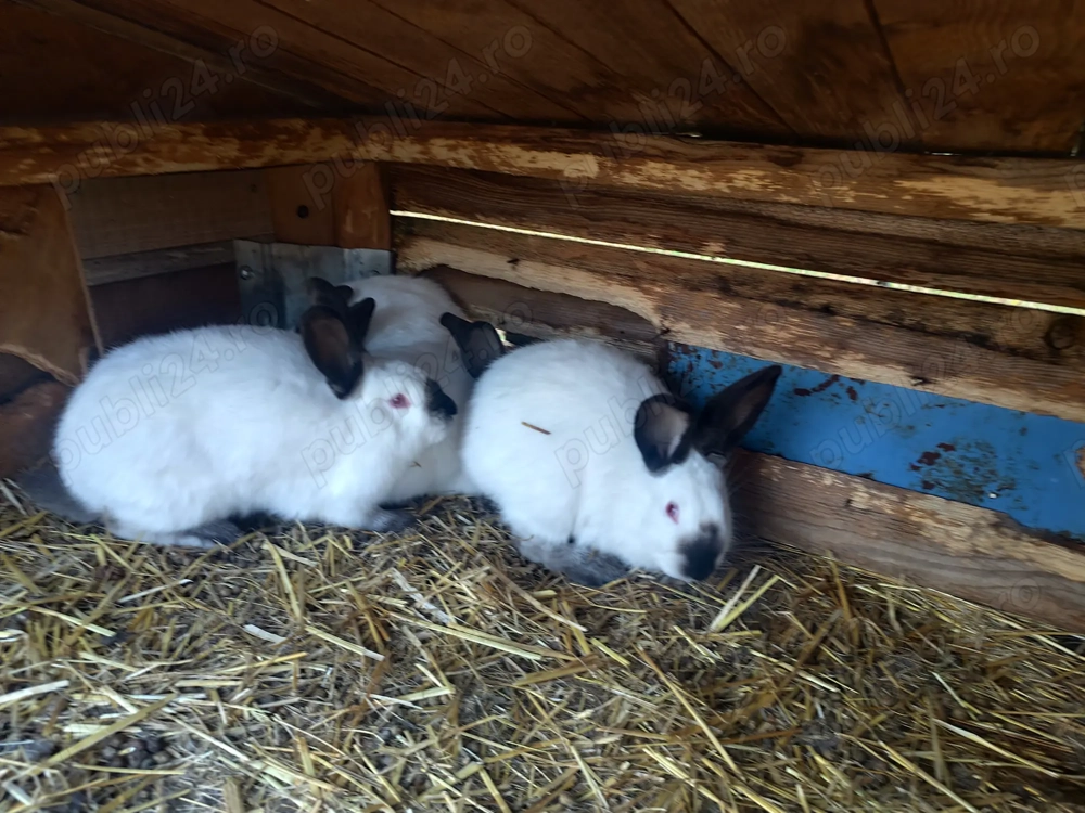 Iepuri Californian femele și masculi