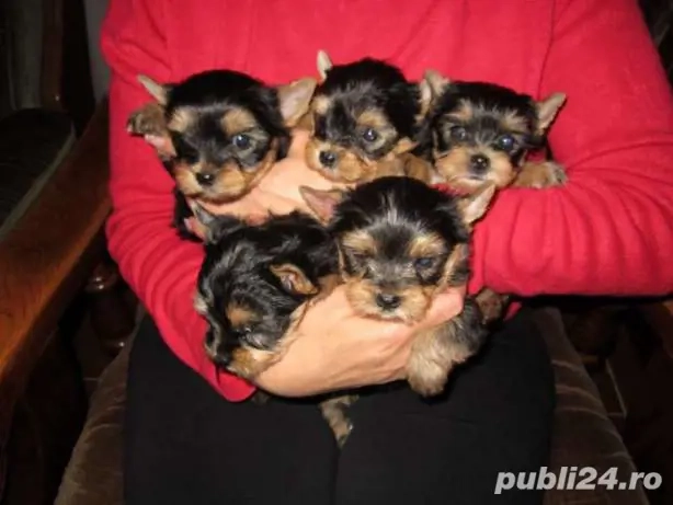 Yorkshire terrier toy