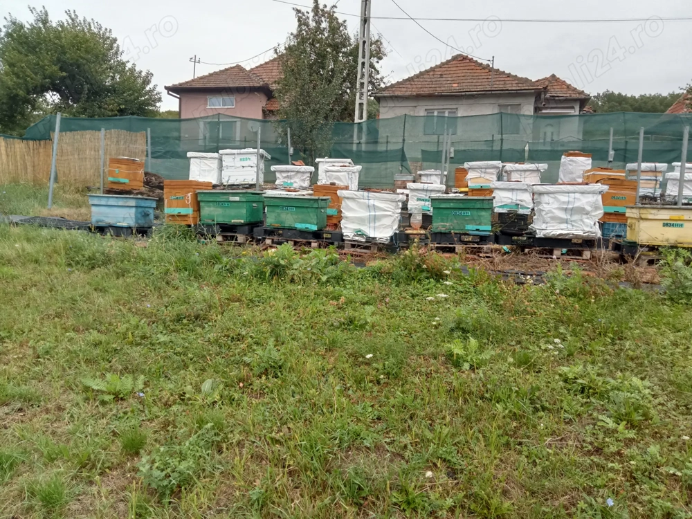 Vând miere de rapiță și polifloră