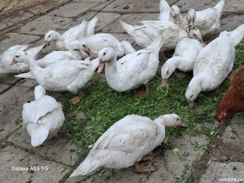 Rate de carne Mulard