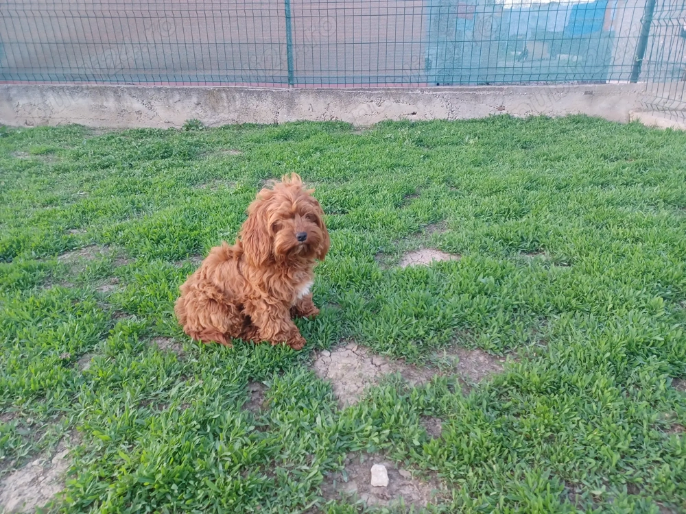 Cavapoo femela GESTANTA