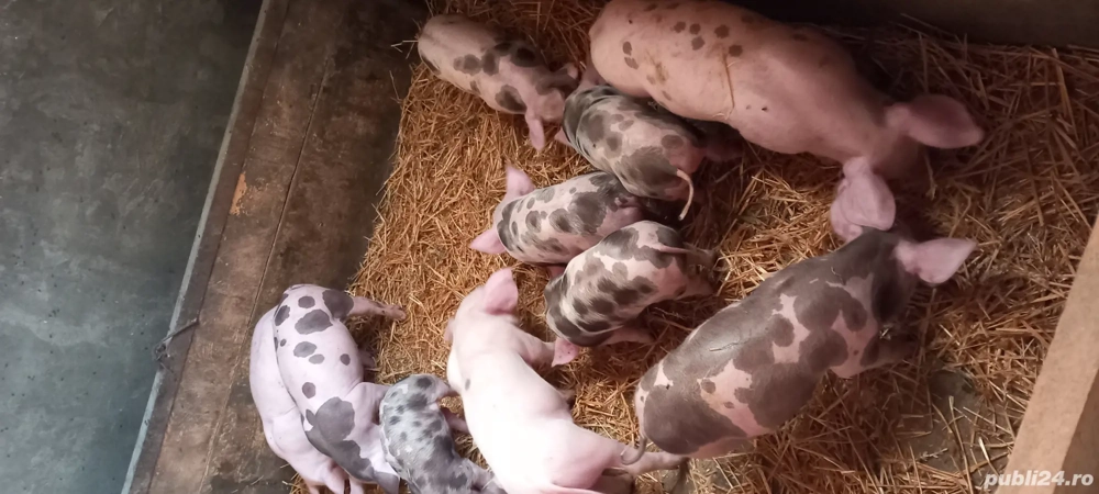 purcei de vânzare  purcei de vânzare