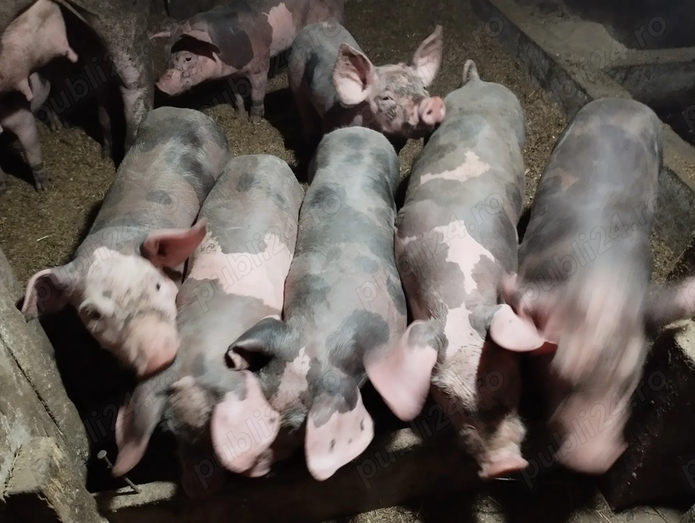 Vând purcei pietrain Vând purcei pietrain