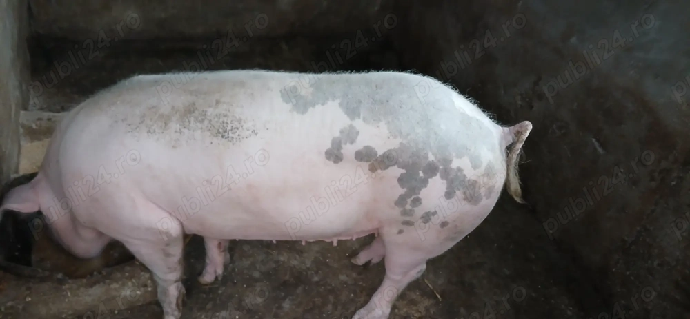 Vand purcele 130  150 kg 