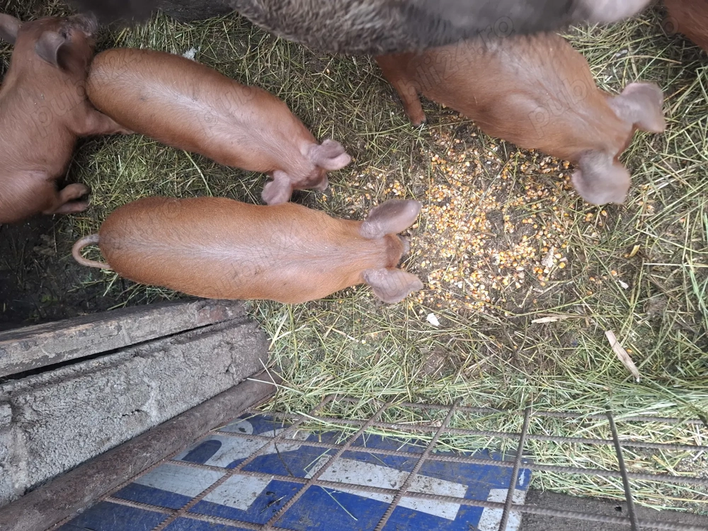 De vânzare De vânzare