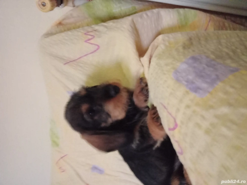 pui tekel sarmos  pui tekel sarmos