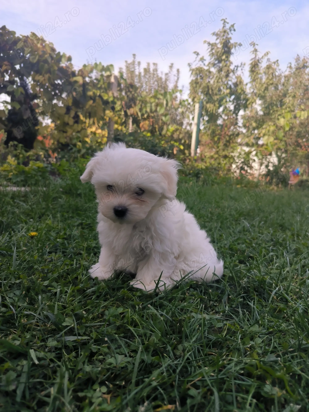 Vând pui bichon maltez Vând pui bichon maltez