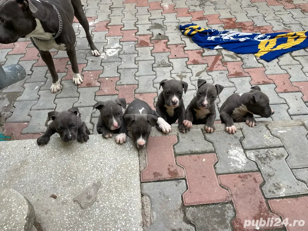 Amstaff Blue Amstaff Blue