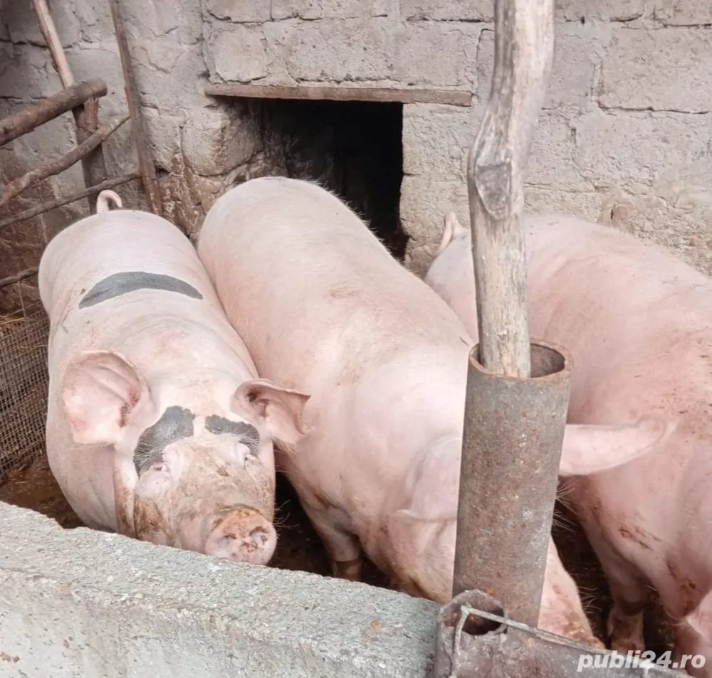 porc de vânzare porc de vânzare