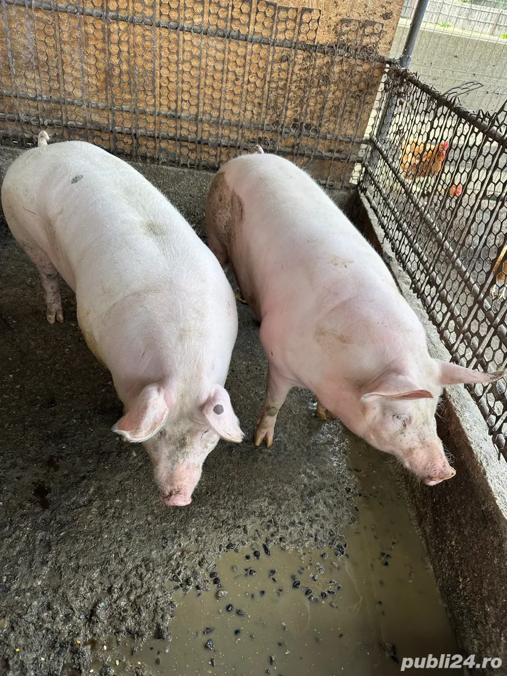 PURCEA de Vanzare 