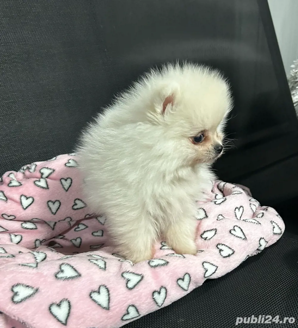 pomeranian toy