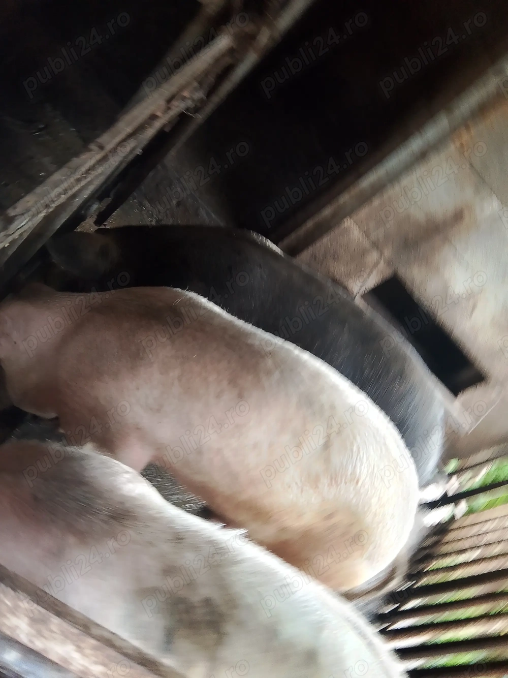 Vând soldani și porci 