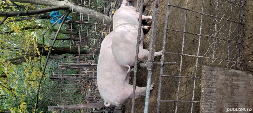 Disponibili  120kg și 100kg