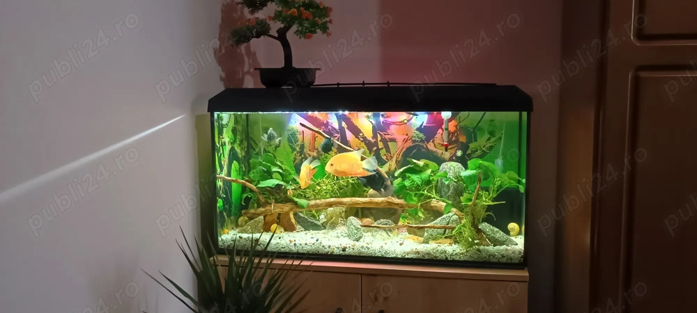 Acvariu Juwel de vânzare 