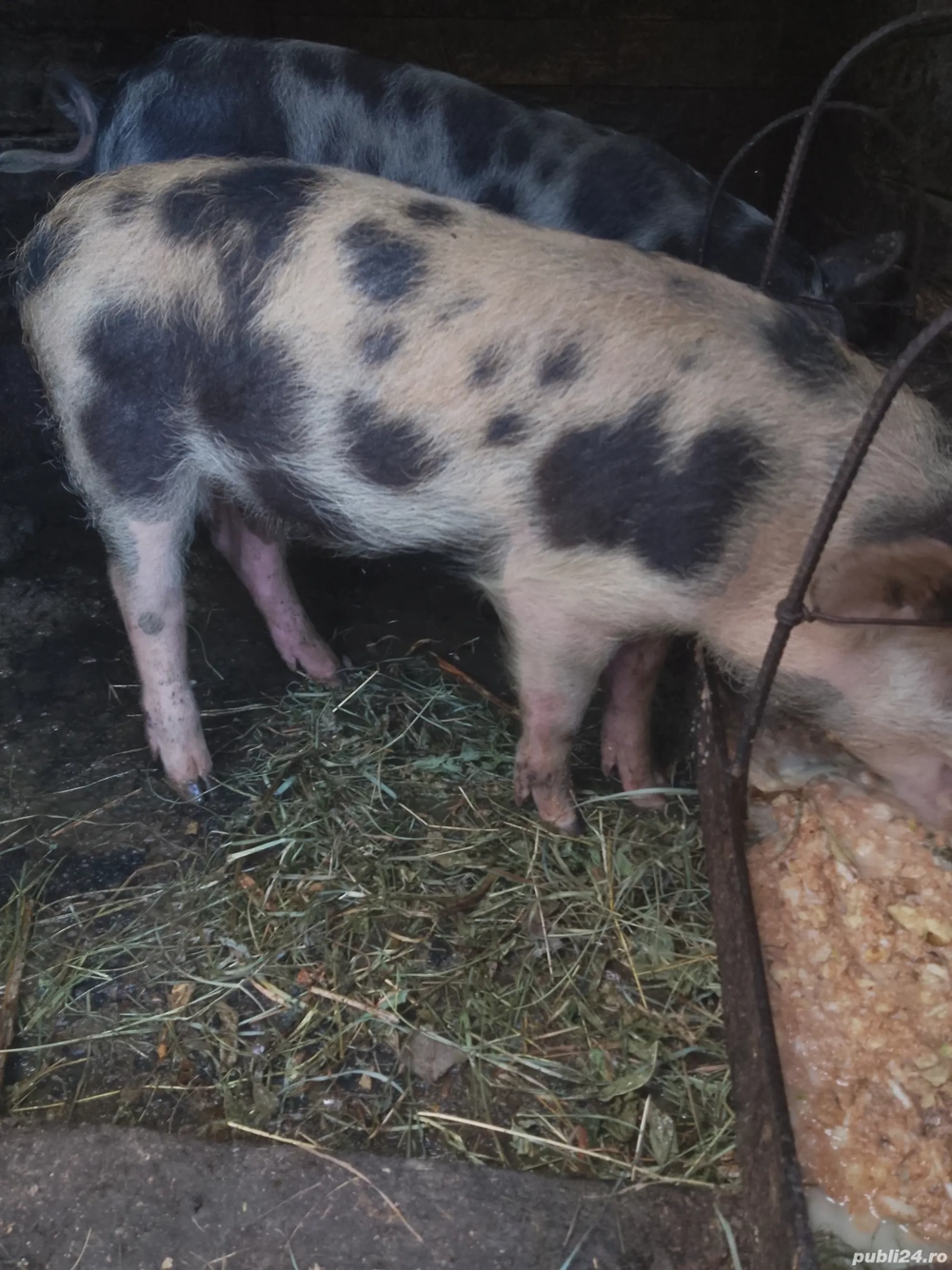 vând purcel   vând purcel