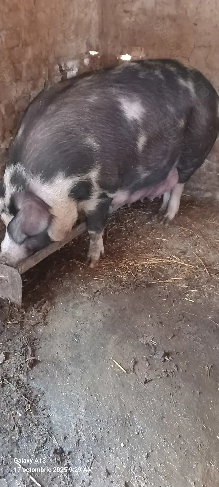 Purcea cu purcei de vanzare Purcea cu purcei de vanzare