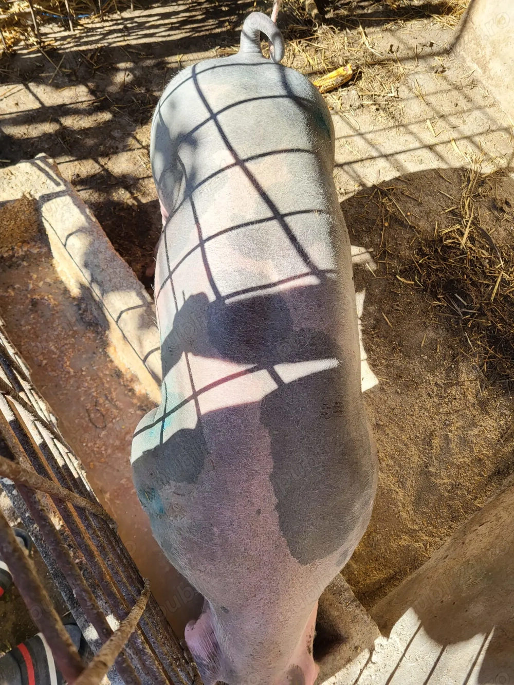 Vand porci pentru sacrificat