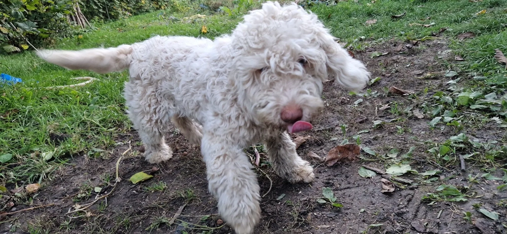 Catelusa lagotto  Catelusa lagotto