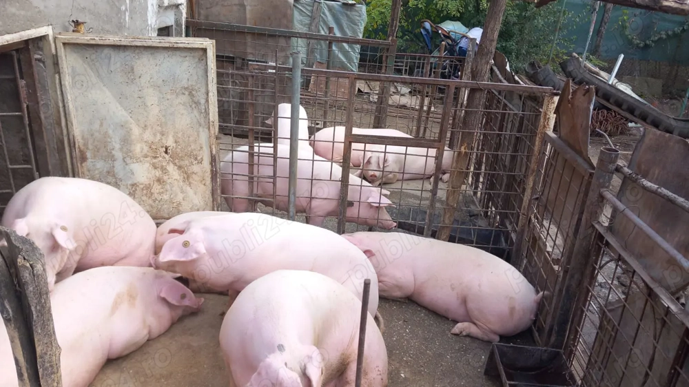  Vând porci sănătoși, crescuți natural! 