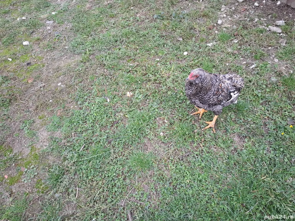 Cocosi araucana Cocosi araucana