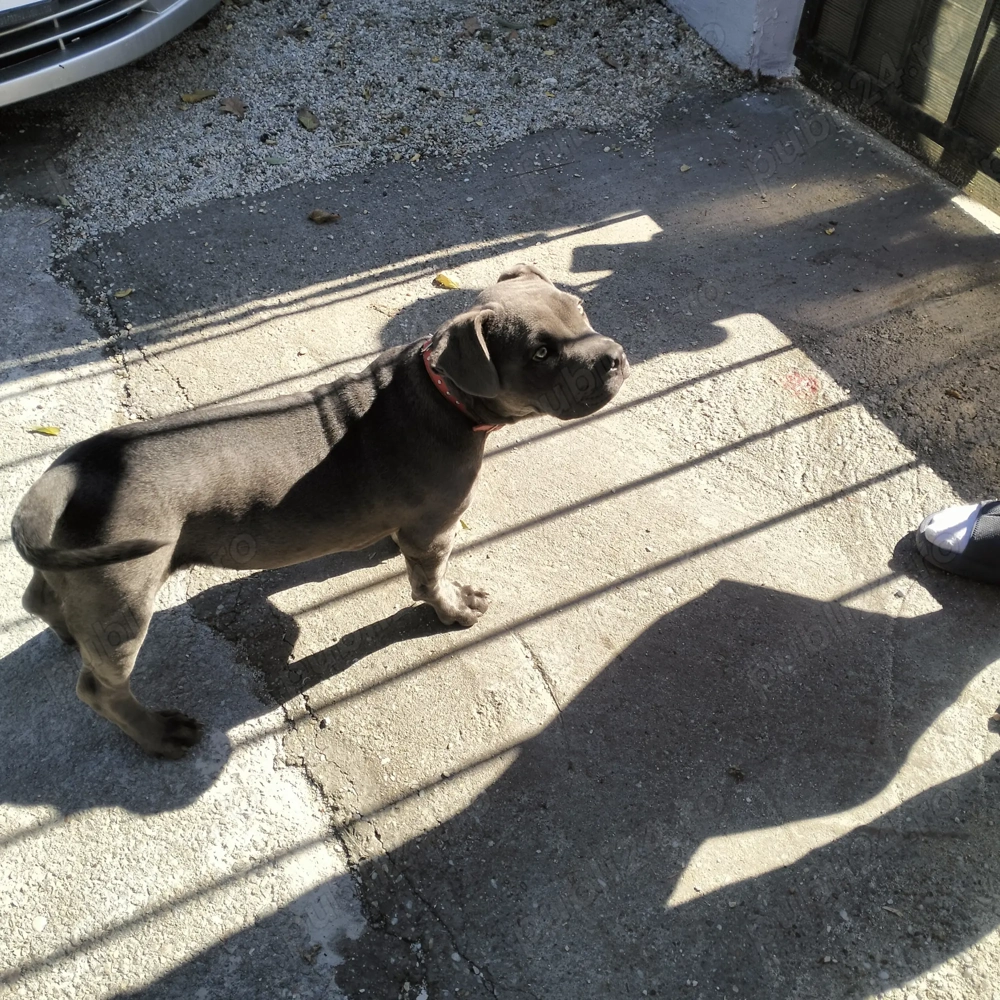 Vând Amstaff American blue 