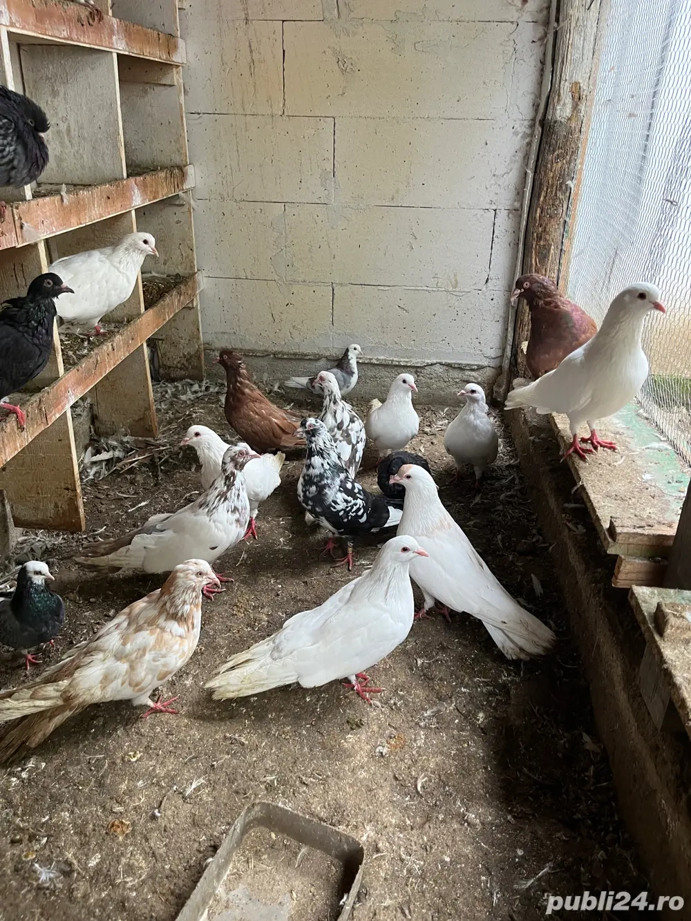 vind porumbei romani !!!