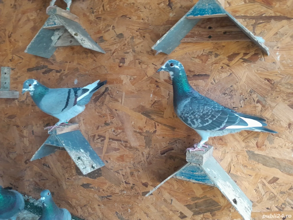 Desființez crescătorie porumbei  Desființez crescătorie porumbei