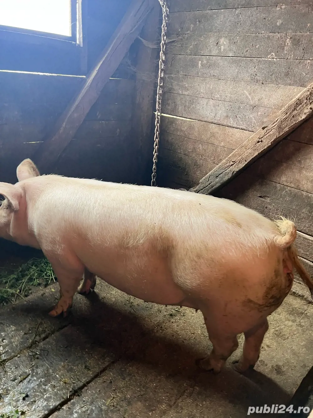 Vand porci intre 130kg-200kg.Pret 15lei kg Vand porci intre 130kg-200kg.Pret 15lei kg